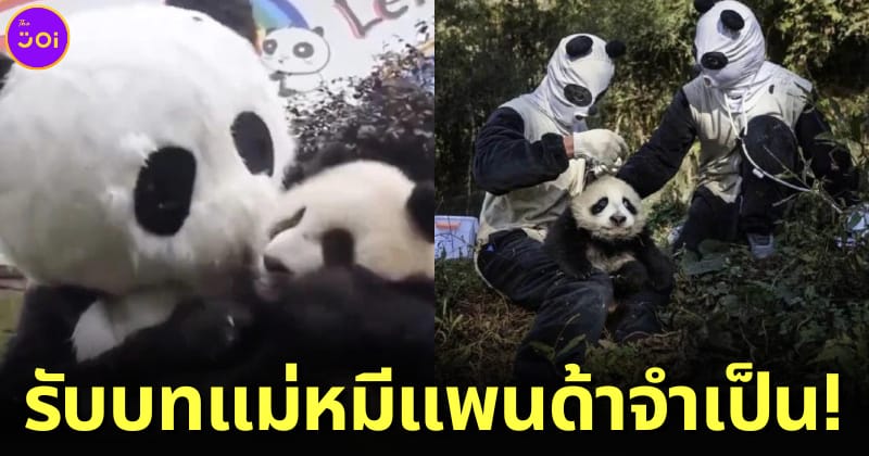 ปก เจ้าหน้าที่จีนสวมชุดมาสคอตเลี้ยงหมีแพนด้า กันน้องติดมนุษย์
