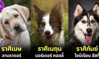 ปก เผยสายพันธุ์สุนัขประจำ 12 ราศี