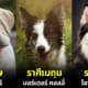 ปก เผยสายพันธุ์สุนัขประจำ 12 ราศี