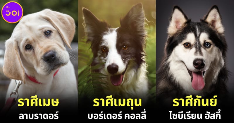 ปก เผยสายพันธุ์สุนัขประจำ 12 ราศี