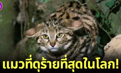ปก แมวตีนดำ แมวที่ดุร้ายที่สุดในโลก