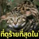 ปก แมวตีนดำ แมวที่ดุร้ายที่สุดในโลก