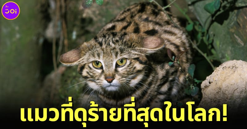 ปก แมวตีนดำ แมวที่ดุร้ายที่สุดในโลก