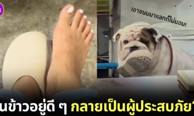ปก ไวรัล คลิปหมาขโมยรองเท้าสาวไทยในร้านอยู่เย็น