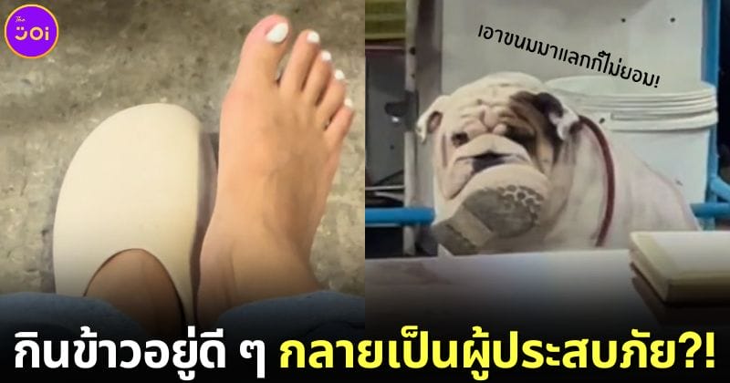 ปก ไวรัล คลิปหมาขโมยรองเท้าสาวไทยในร้านอยู่เย็น