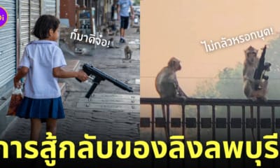 ลิงลพบุรีถือปืน