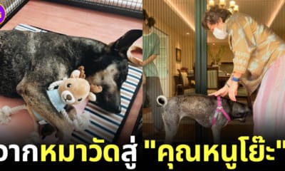 น้องย่น จากหมาถูกเจ้าอาวาสตัจนตาบอดกลายเป็นคุณหนูบ้านทายาทห้างทอง