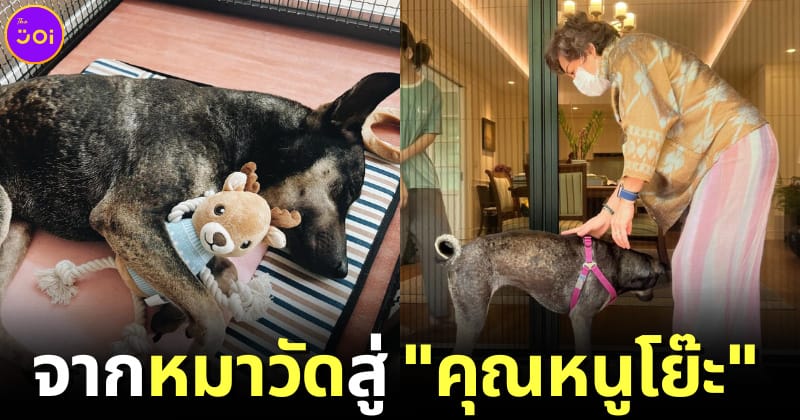 น้องย่น จากหมาถูกเจ้าอาวาสตัจนตาบอดกลายเป็นคุณหนูบ้านทายาทห้างทอง