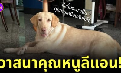 สุนัขสอบตกตำรวจ คุณหนูลีแอน