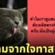 Fleem Template The Joi FBWebsite 1 6