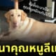 สุนัขสอบตกตำรวจ คุณหนูลีแอน