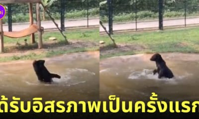 ช่วยหมีจากฟาร์น้ำดี หมีเล่นน้ำครั้งแรก