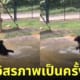 ช่วยหมีจากฟาร์น้ำดี หมีเล่นน้ำครั้งแรก