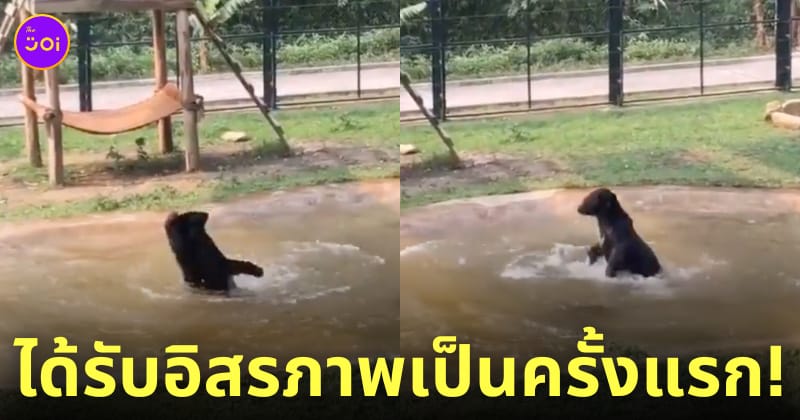 ช่วยหมีจากฟาร์น้ำดี หมีเล่นน้ำครั้งแรก