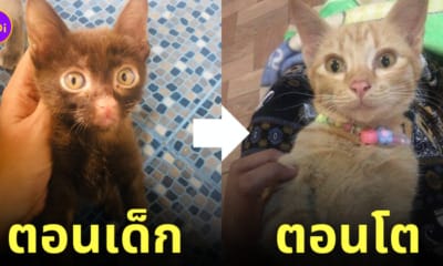 แมวศุภลักษณ์ โตมาเป็นแมวส้ม