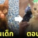 แมวศุภลักษณ์ โตมาเป็นแมวส้ม