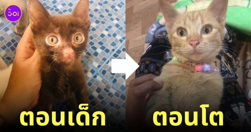 แมวศุภลักษณ์ โตมาเป็นแมวส้ม