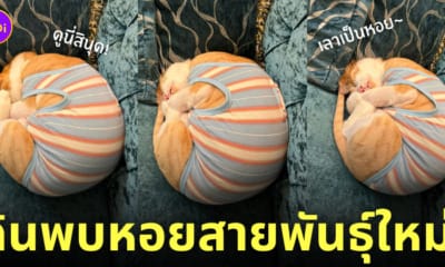 แมวส้มแปลงร่างเป็นหอย