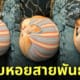 แมวส้มแปลงร่างเป็นหอย