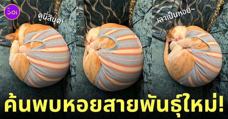 แมวส้มแปลงร่างเป็นหอย