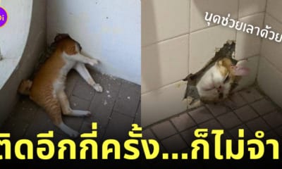 แมวส้มหัวติดรูกำแพง