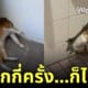 แมวส้มหัวติดรูกำแพง