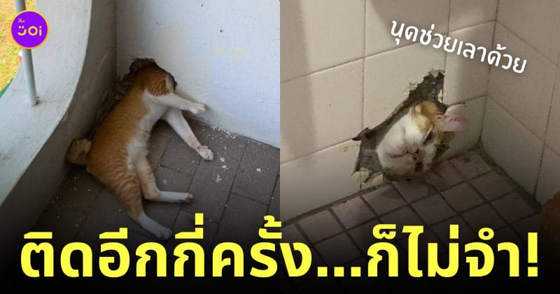 แมวส้มหัวติดรูกำแพง