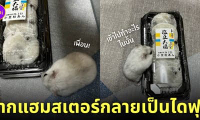 แฮมสเตอร์ เนียนเป็นไดฟุกุ