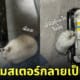 แฮมสเตอร์ เนียนเป็นไดฟุกุ