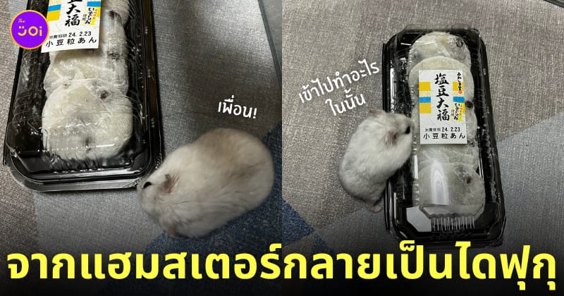แฮมสเตอร์ เนียนเป็นไดฟุกุ