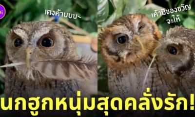 นกฮูกถอนขนตัวเอง มอบให้แฟนสาว