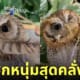 นกฮูกถอนขนตัวเอง มอบให้แฟนสาว