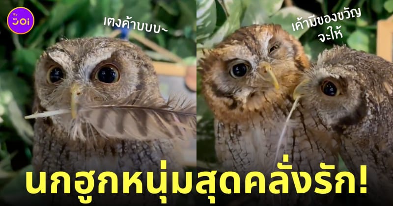 นกฮูกถอนขนตัวเอง มอบให้แฟนสาว