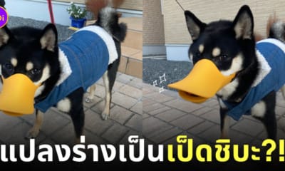 หมาชิบะใส่ที่ครอบปากเป็ด