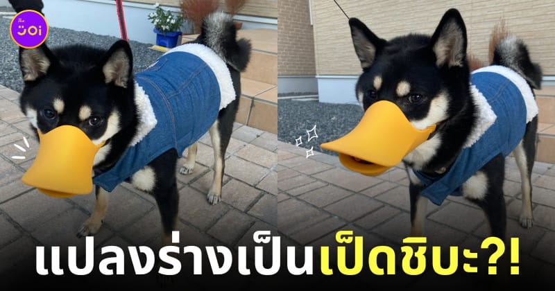 หมาชิบะใส่ที่ครอบปากเป็ด