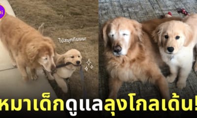 หมาโกลเด้นเด็กดูแลลุงโกลเด้นตาบอด