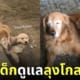 หมาโกลเด้นเด็กดูแลลุงโกลเด้นตาบอด