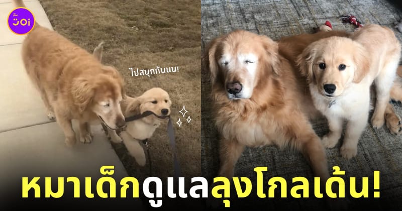 หมาโกลเด้นเด็กดูแลลุงโกลเด้นตาบอด