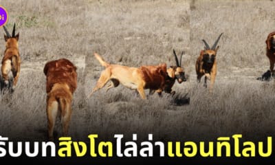 ภาพถ่ายสิงโตไล่ล่าแอนทิโลปกลางป่า