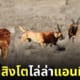 ภาพถ่ายสิงโตไล่ล่าแอนทิโลปกลางป่า