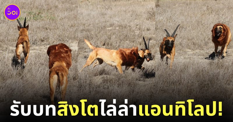 ภาพถ่ายสิงโตไล่ล่าแอนทิโลปกลางป่า