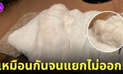 หมาญี่ปุ่น ลาบราดอร์สีขาว ผ้าห่ม