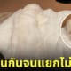 หมาญี่ปุ่น ลาบราดอร์สีขาว ผ้าห่ม