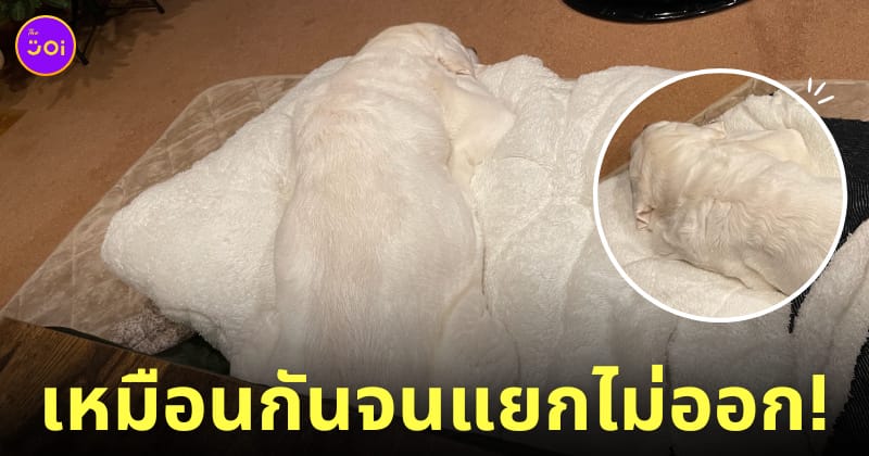 หมาญี่ปุ่น ลาบราดอร์สีขาว ผ้าห่ม