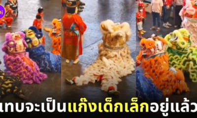 คลิปวิดีโอทีมเชิดสิงโตหลากสีในต่างประเทศดุ๊กดิ๊กไปมา