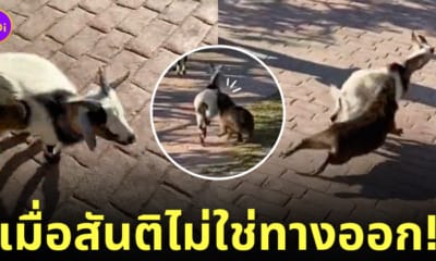 คลิปหมามะพร้าววิ่งไล่สวบเจ้าแพะจอมกวนจนร้องลั่นสวนสัตว์ TikTok