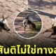 คลิปหมามะพร้าววิ่งไล่สวบเจ้าแพะจอมกวนจนร้องลั่นสวนสัตว์ TikTok
