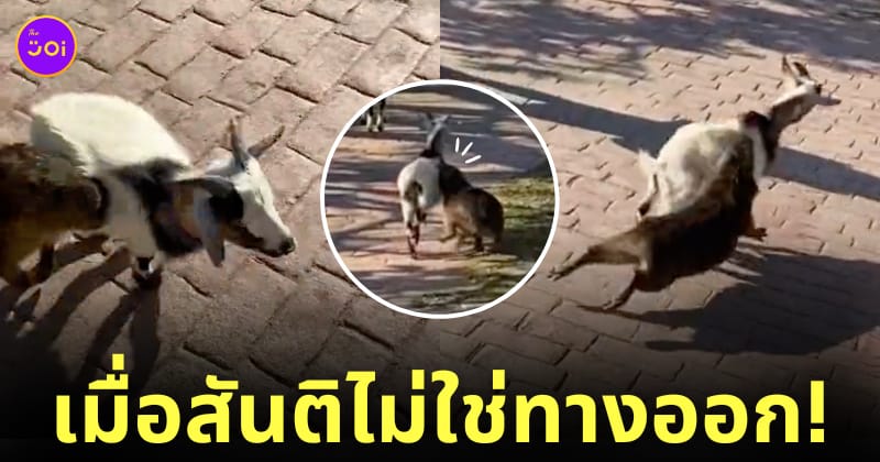 คลิปหมามะพร้าววิ่งไล่สวบเจ้าแพะจอมกวนจนร้องลั่นสวนสัตว์ TikTok