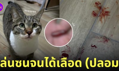 แมวเหยียบแคปซูลสีแดง เหมือนรอยเลือดบนพื้นห้อง