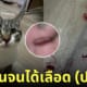 แมวเหยียบแคปซูลสีแดง เหมือนรอยเลือดบนพื้นห้อง